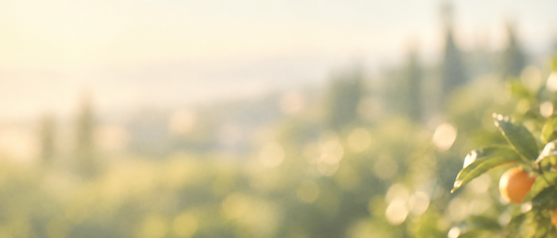 A bright, sunlit garden with a citrus palette. Low-detail section background or divider.