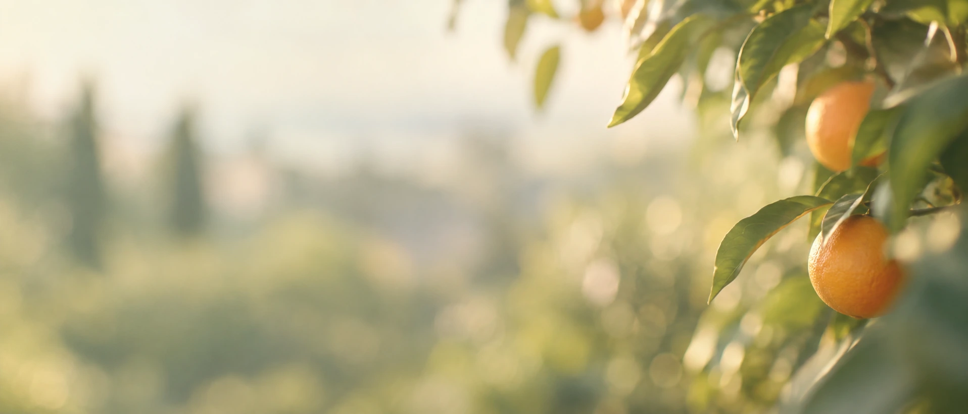 A bright, sunlit garden with a citrus palette. Main background.