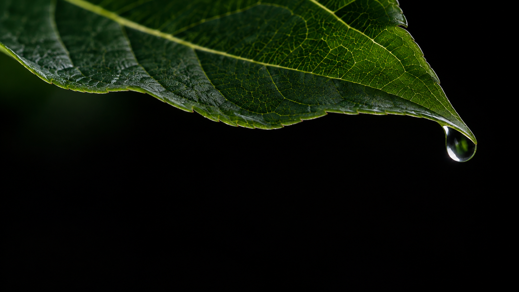 Macro of the edge of a deep green leaf with intricate branching veins and one tiny dew drop, isolated on black.