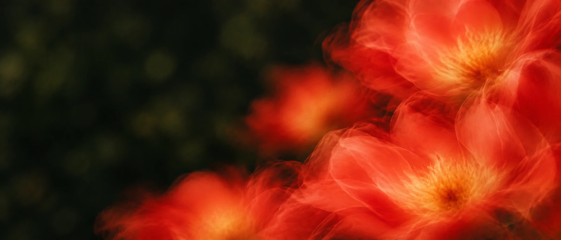 Vivid coral petals drifting into deep botanical shadow. Alternate hero with copy on left.