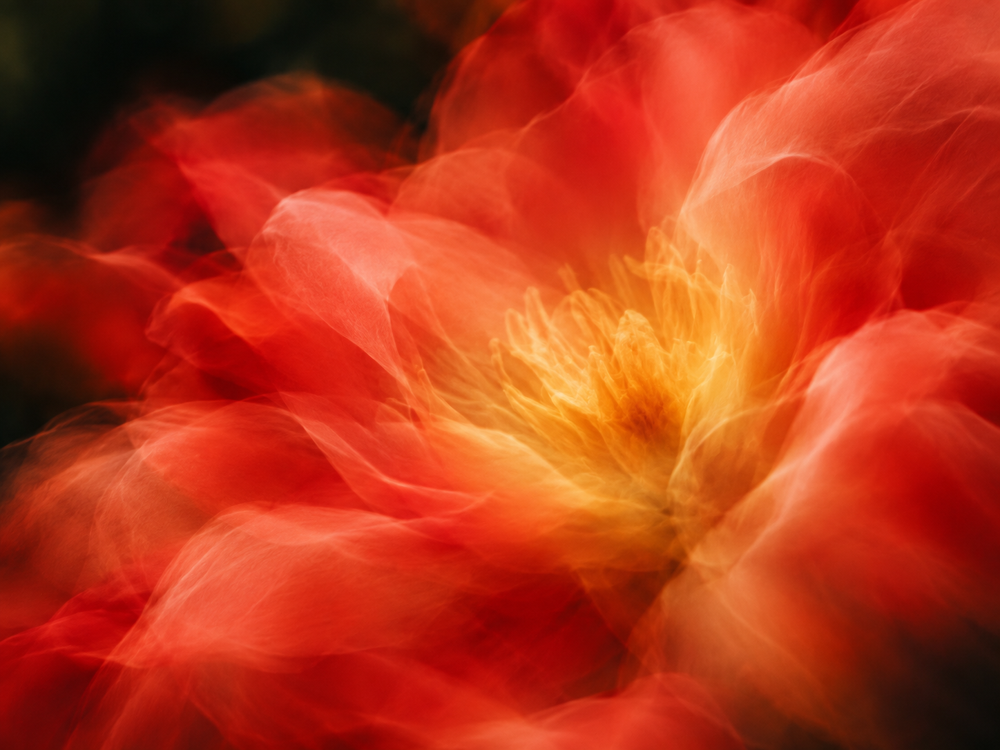 Vivid coral petals drifting into deep botanical shadow. Detail image beside feature or story text.
