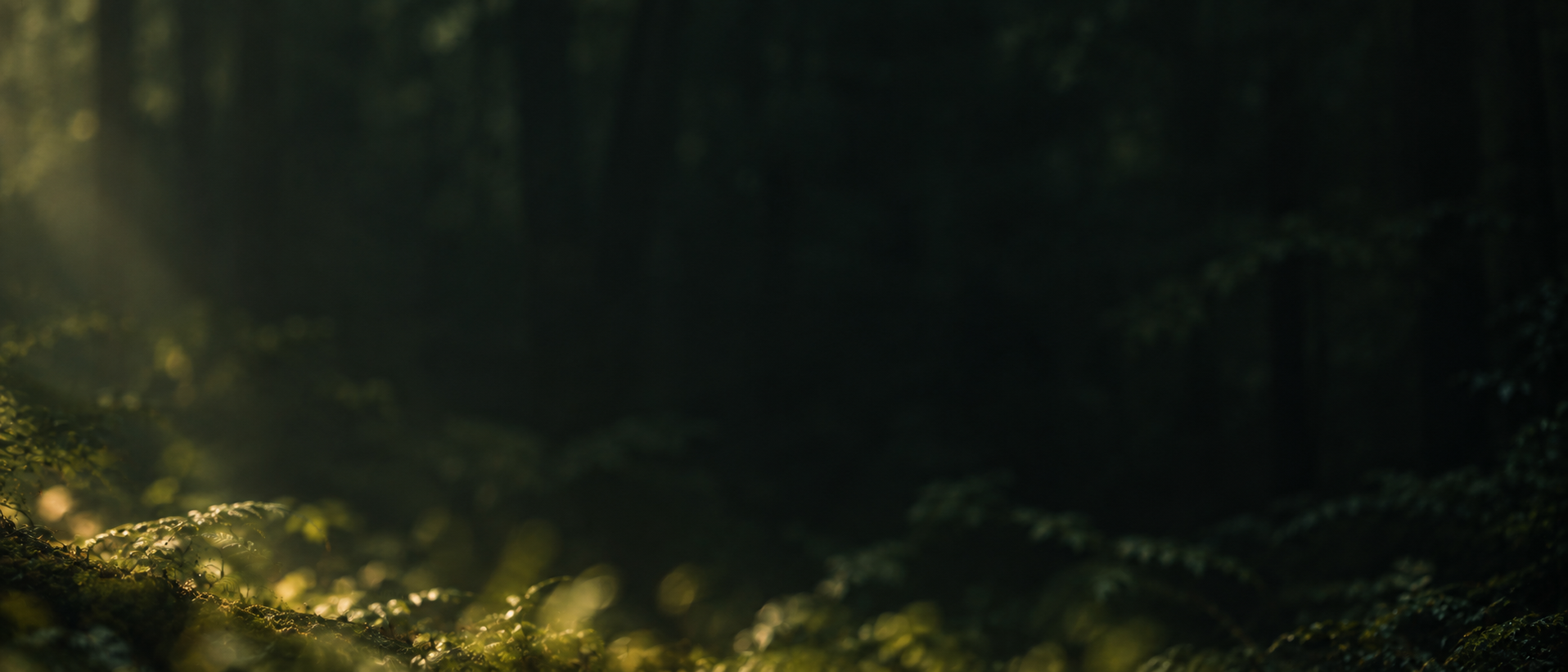 Dappled green light and natural, quiet depth. Low-detail section background or divider.