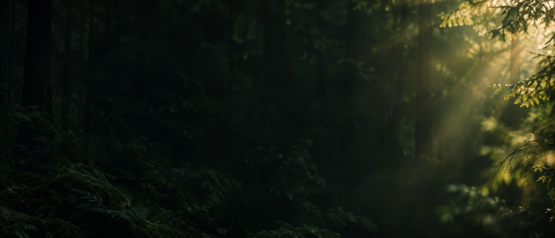 Dappled green light and natural, quiet depth. Main background.