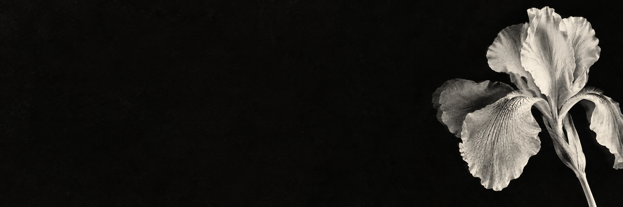 A luminous monochrome iris in a deep xerographic black. Wide quiet section divider.