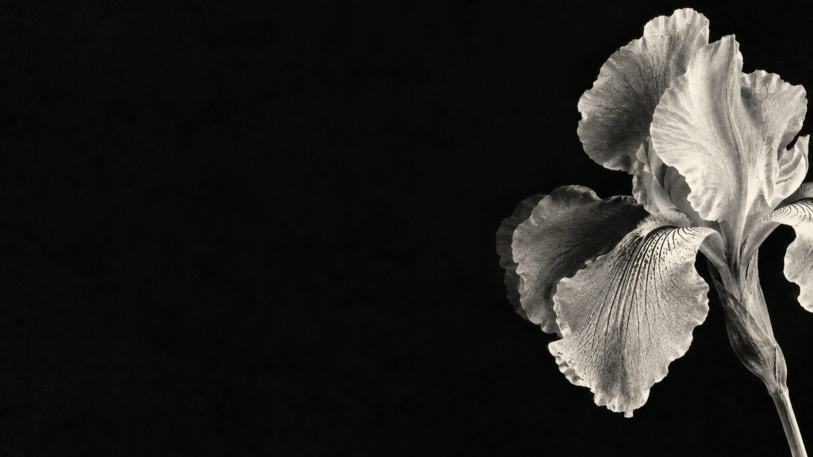 A luminous monochrome iris in a deep xerographic black. Closing CTA background.