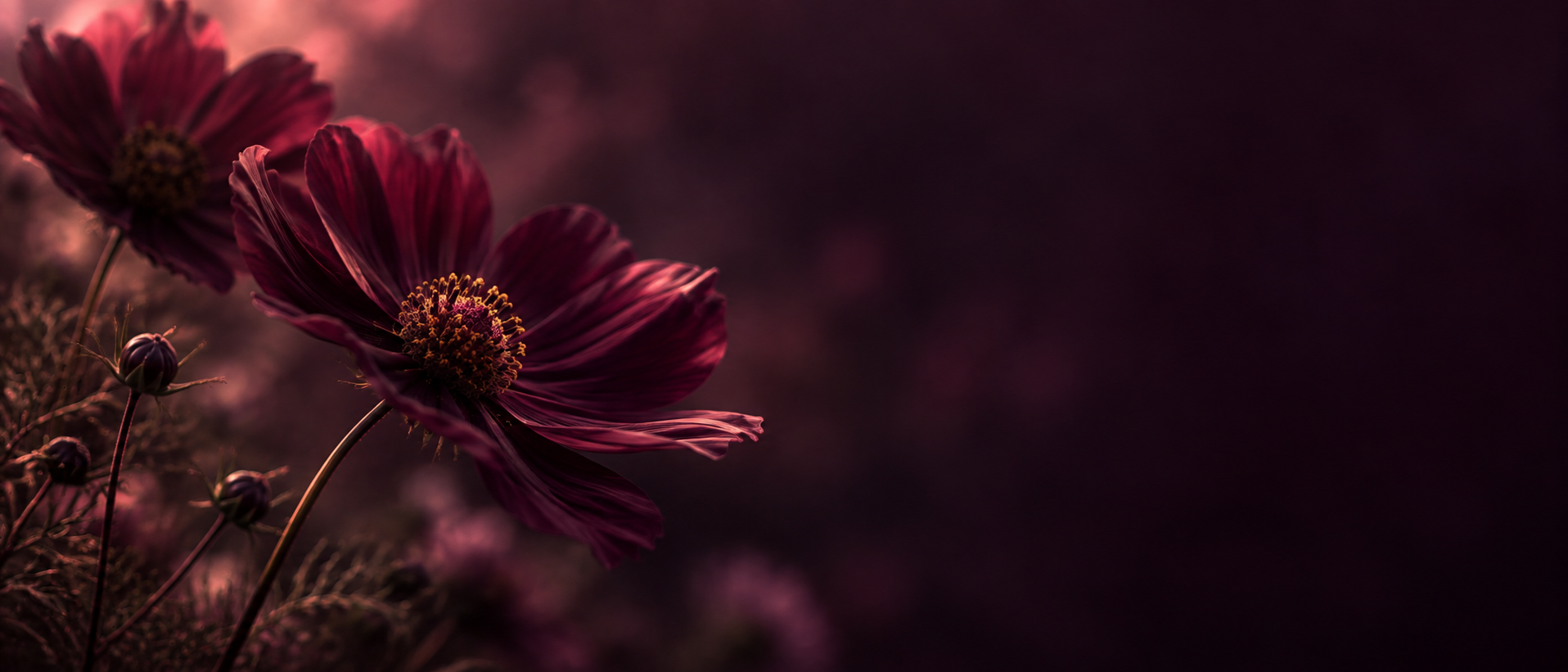 A garden of plum-toned flowers in deep shadow. Alternate hero with copy on right.