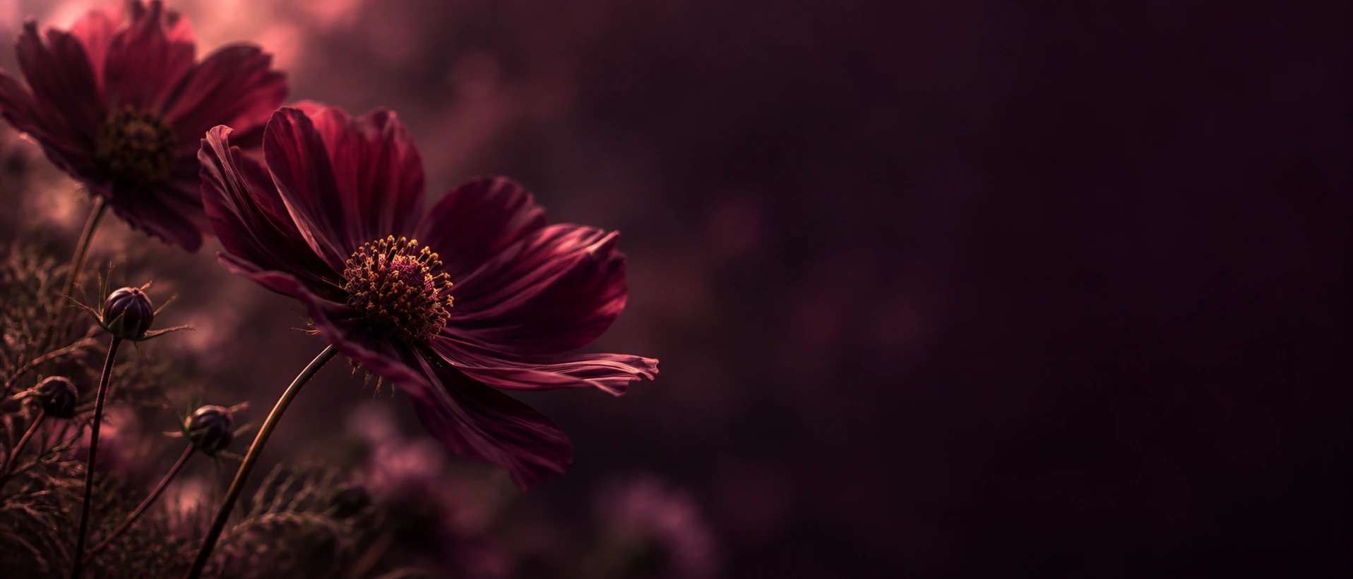 A garden of plum-toned flowers in deep shadow. Alternate hero with copy on right.