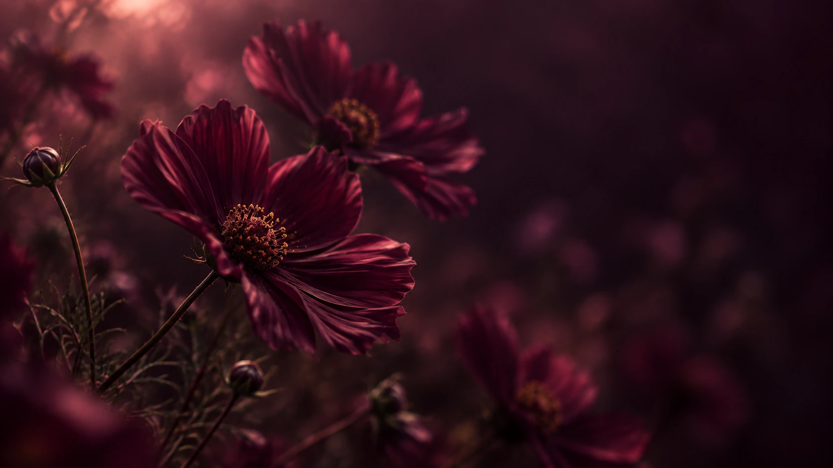 A garden of plum-toned flowers in deep shadow. About or editorial section image.