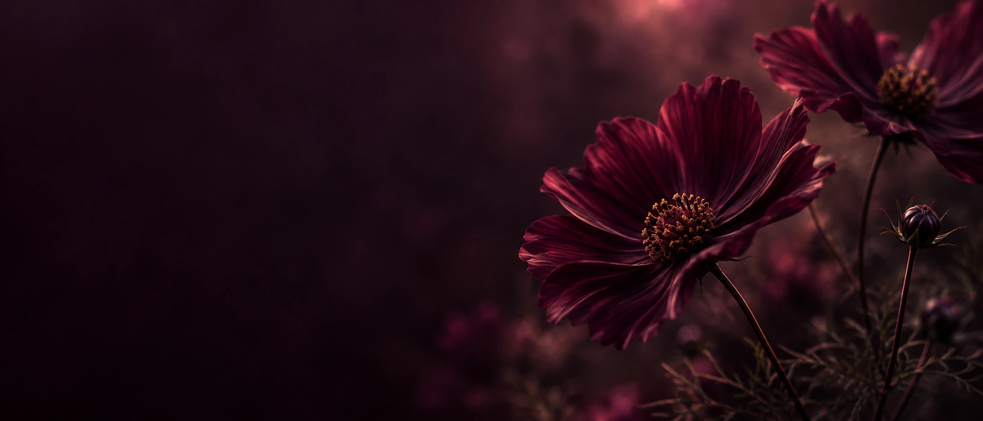 A garden of plum-toned flowers in deep shadow. Darker section background.