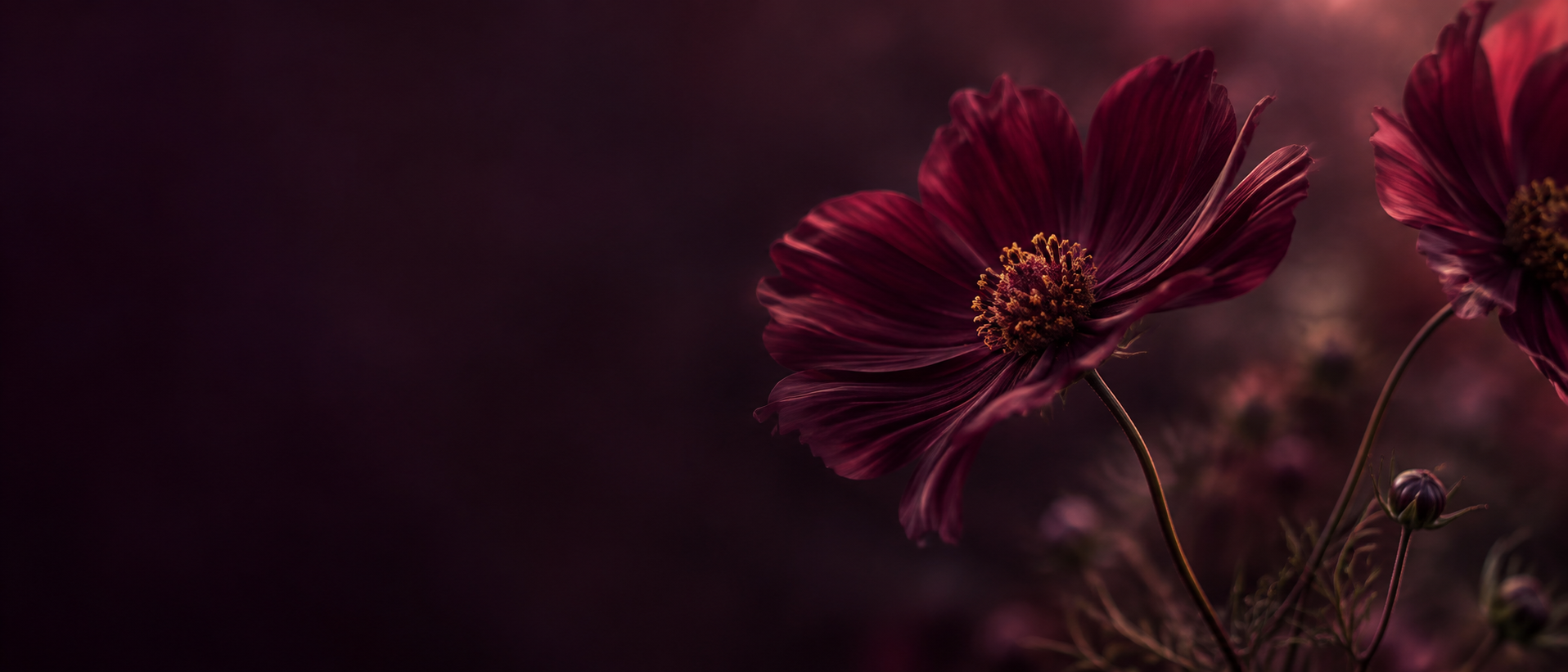 A garden of plum-toned flowers in deep shadow. Main background.