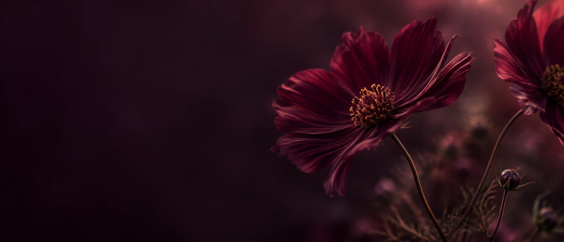 A garden of plum-toned flowers in deep shadow. Main background.