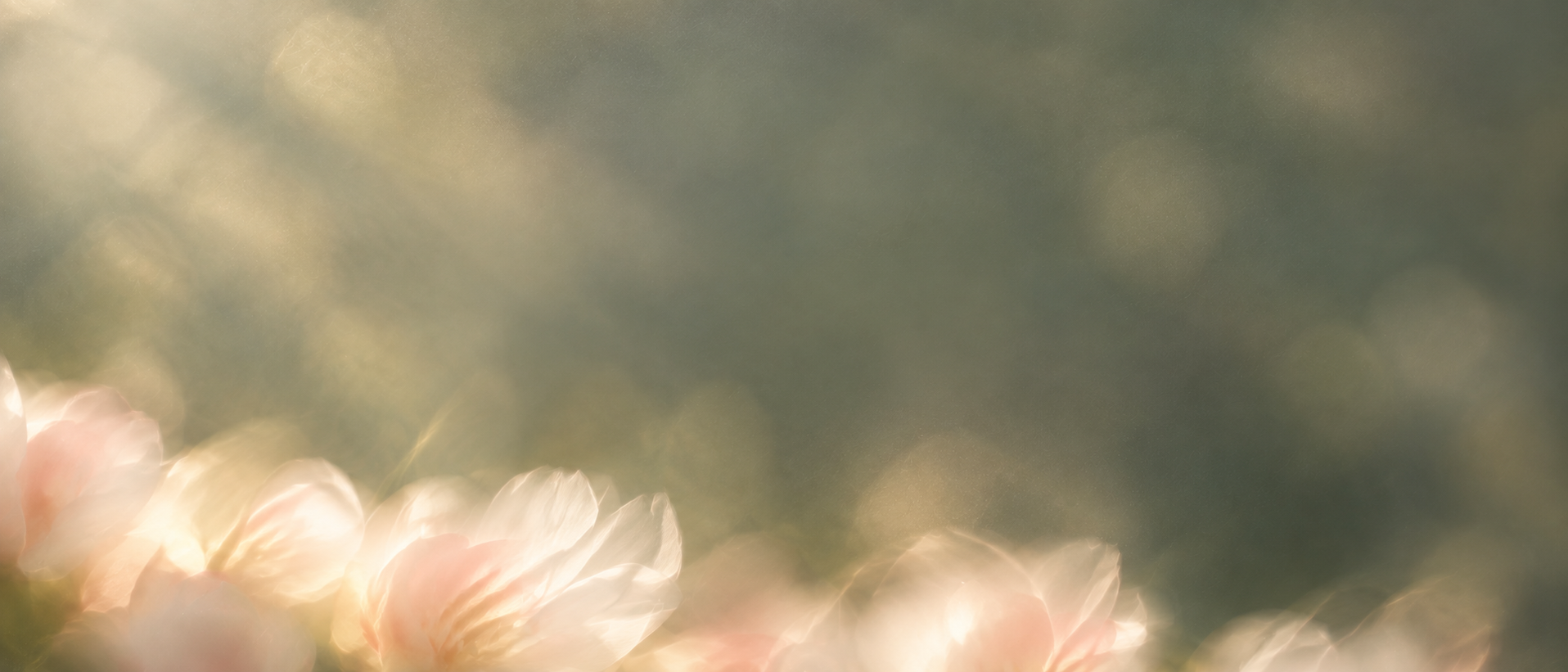 Delicate pearl blossoms in soft, luminous light. Low-detail section background or divider.