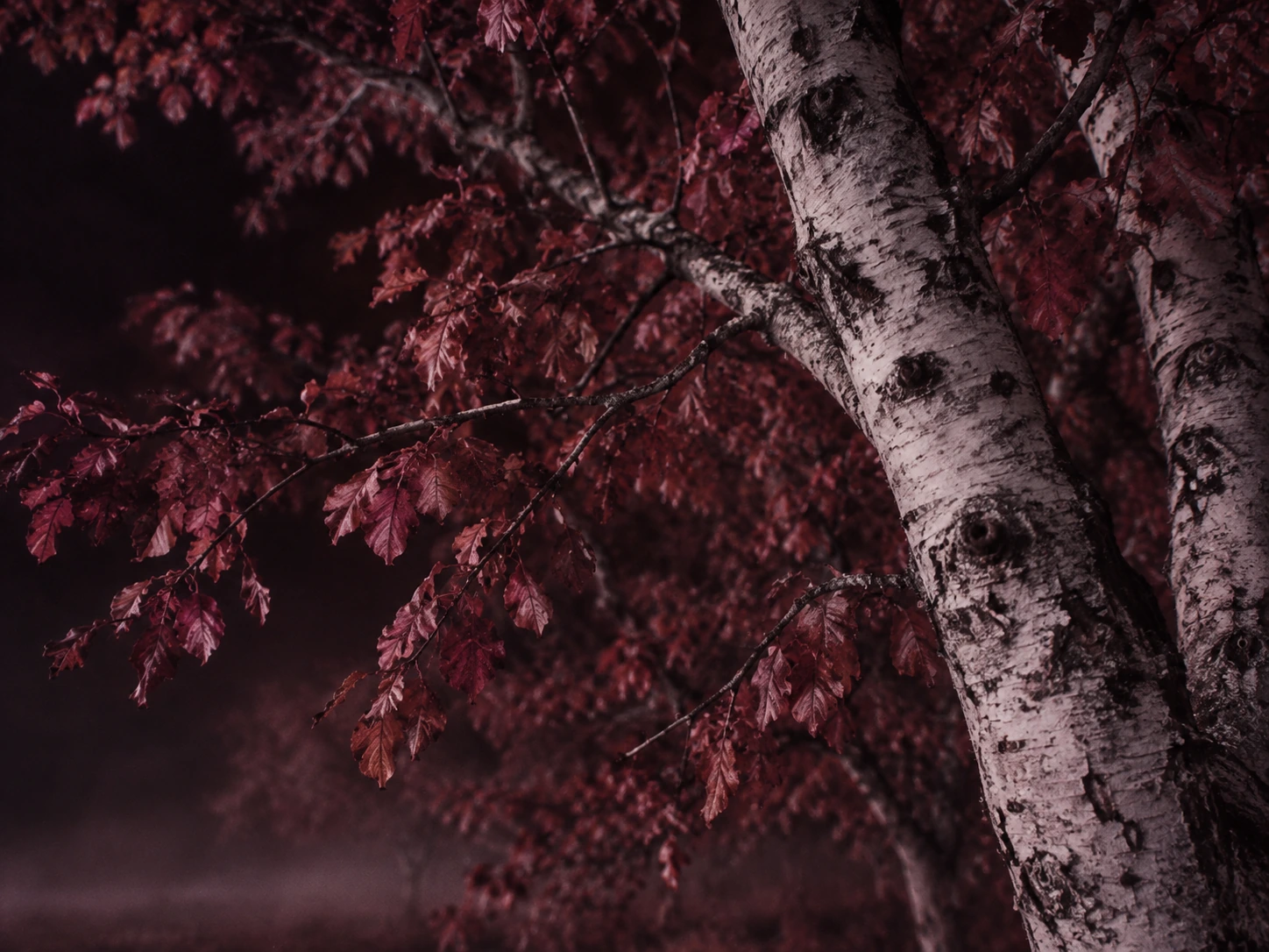An eerie infrared orchard, wine-red foliage and pale trees. Material or feature detail.